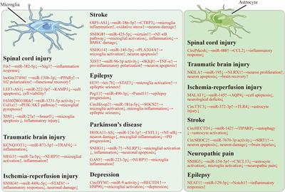 Long Non-coding RNAs and Circular RNAs: Insights Into Microglia and Astrocyte Mediated Neurological Diseases